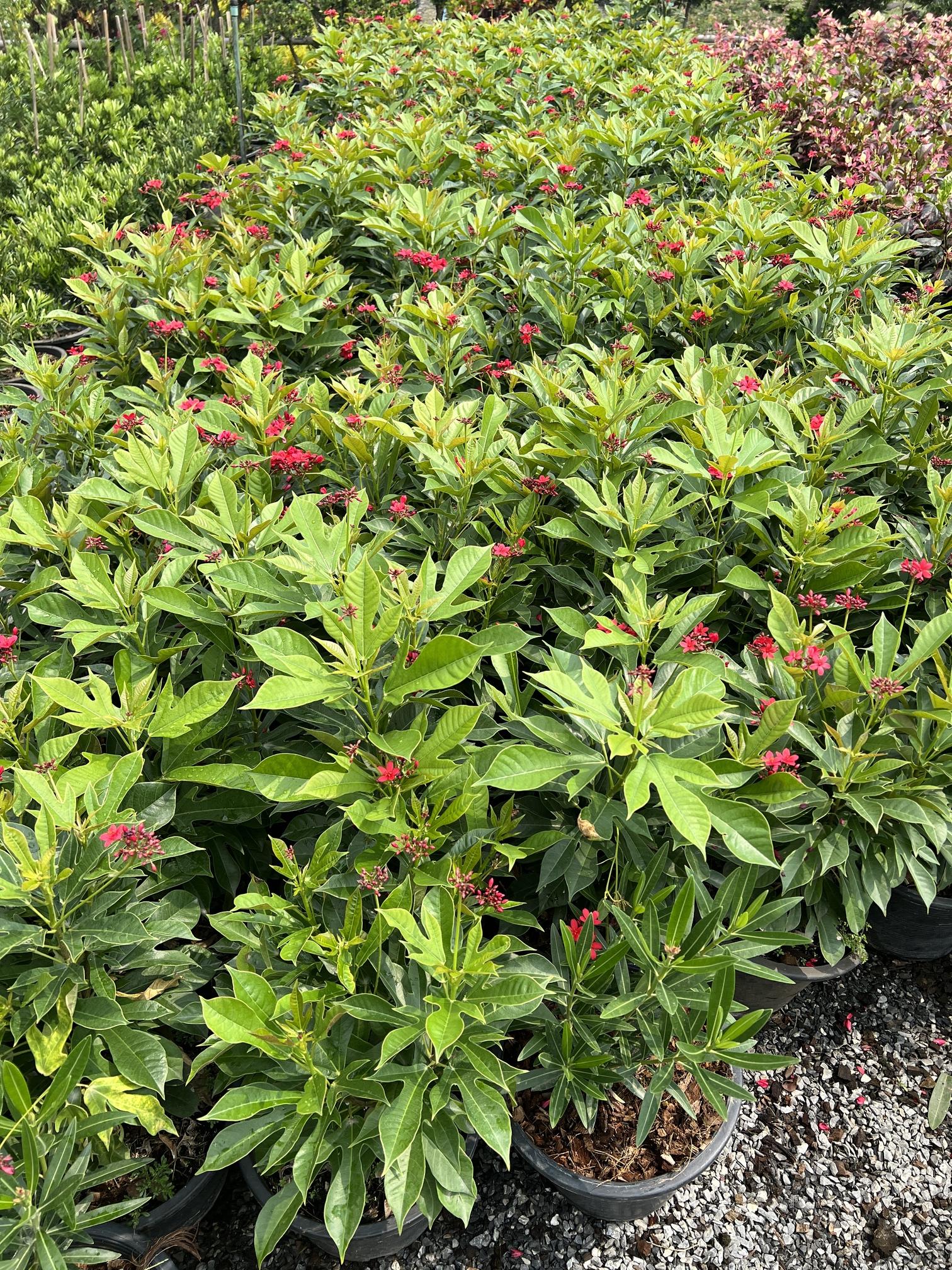 เข็มปัตตาเวีย Jatropha integerrima