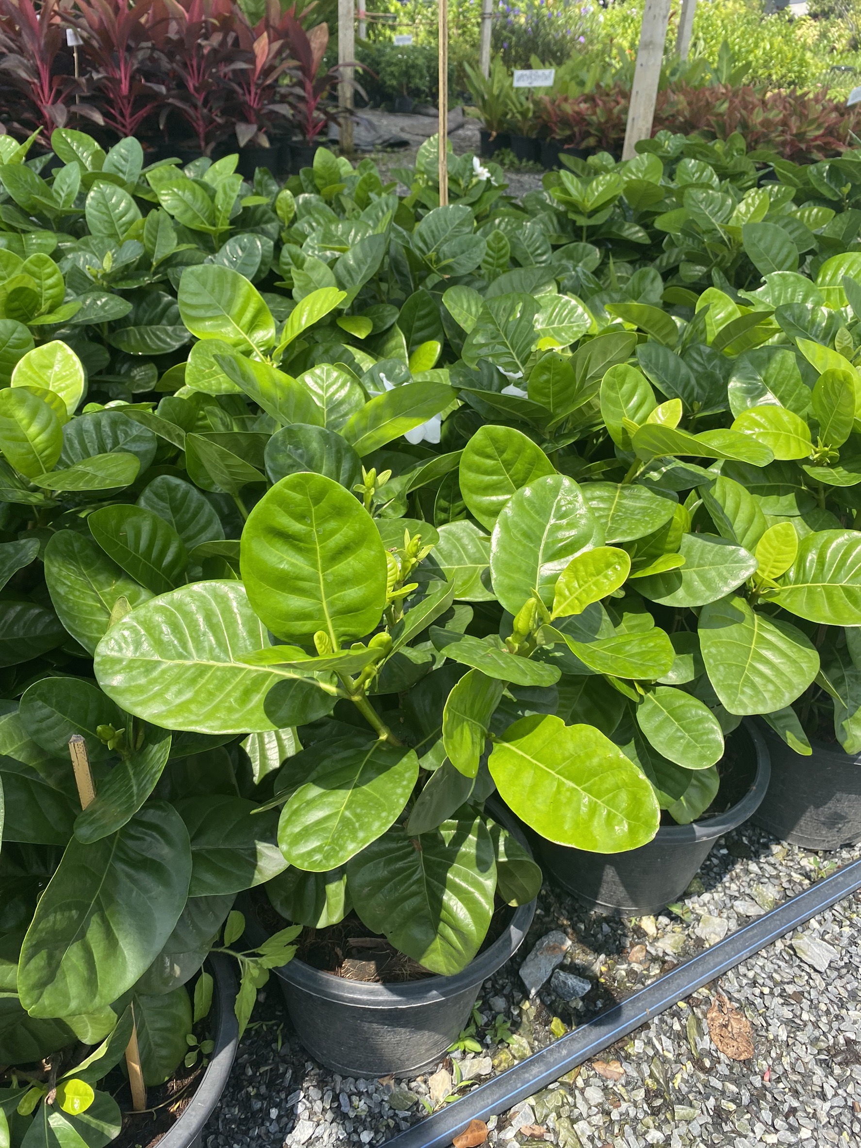 พุดแคระทูอินวัน Gardenia taitensis DC