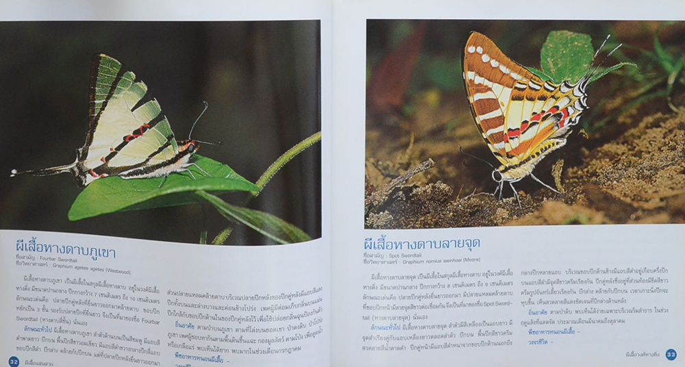 ผีเสื้อแสนสวย