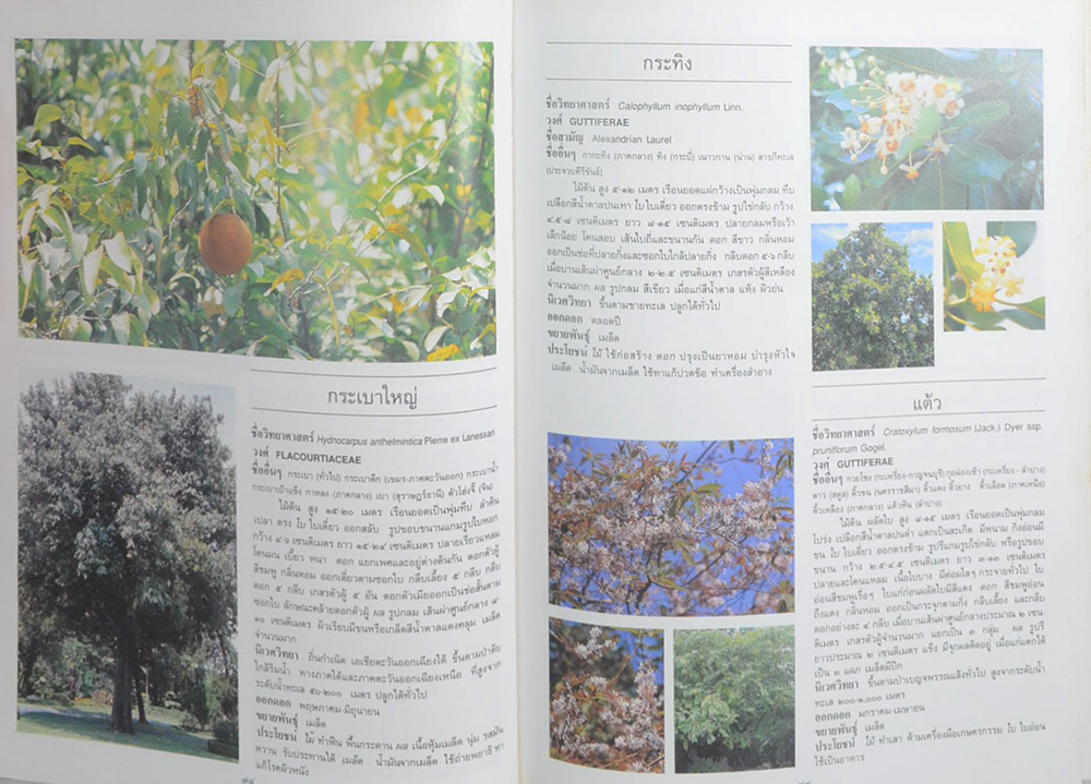 ไม้ดอกและไม้ประดับ (ขายตามสภาพ)