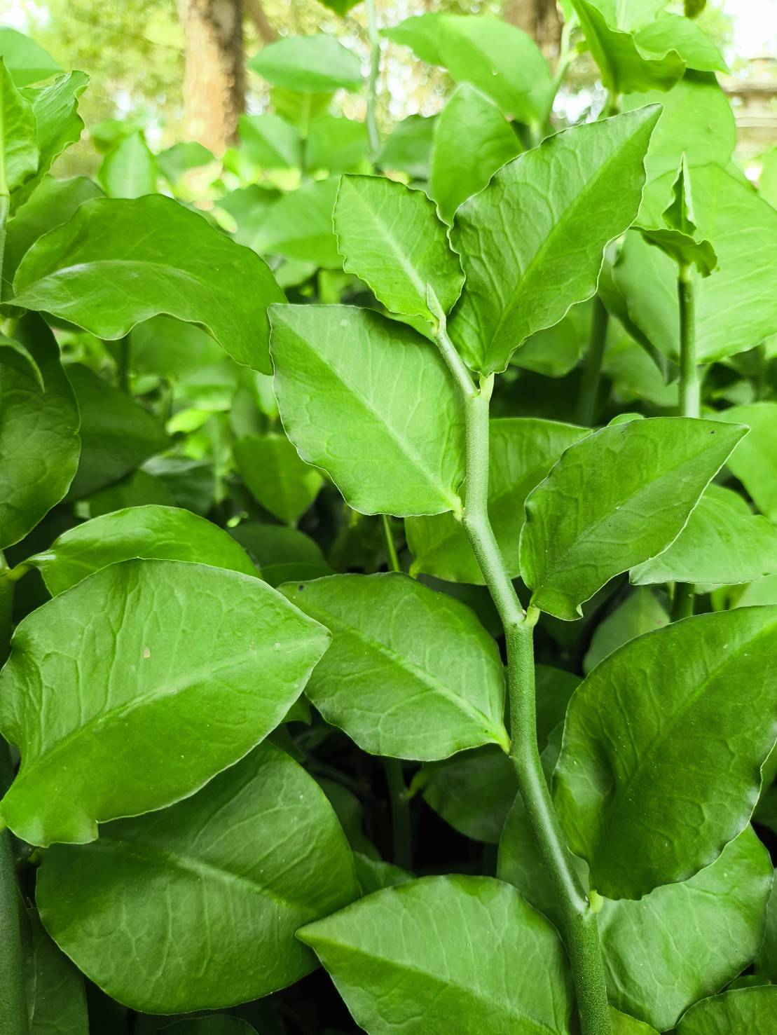 🌿 กิ่งแสยกสีเขียว ตัดสด 🌿 Zigzag Plant