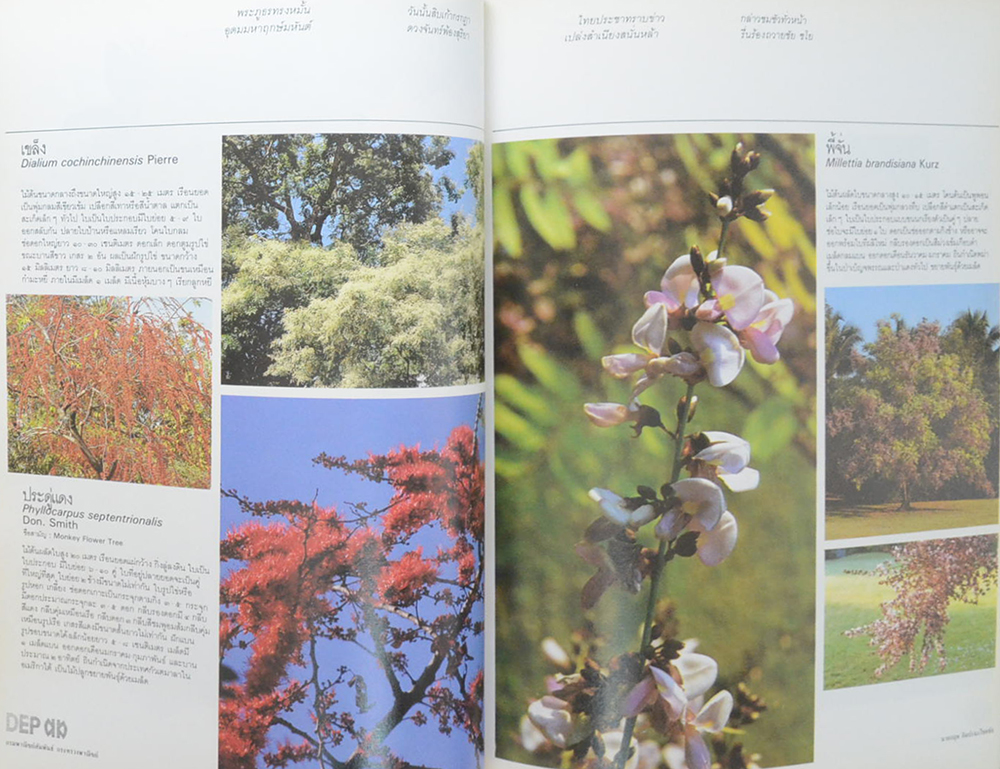 พรรณไม้ในสวนหลวง ร.9