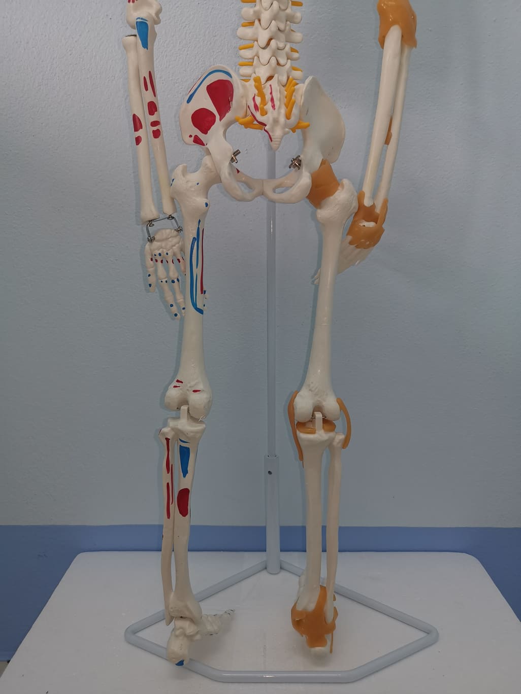 โมเดลโครงกระดูกมนุษย์ ขนาด 85 ซ.ม. แบบแสดงเอ็นยึดข้อและจุดเกาะกล้ามเนื้อ