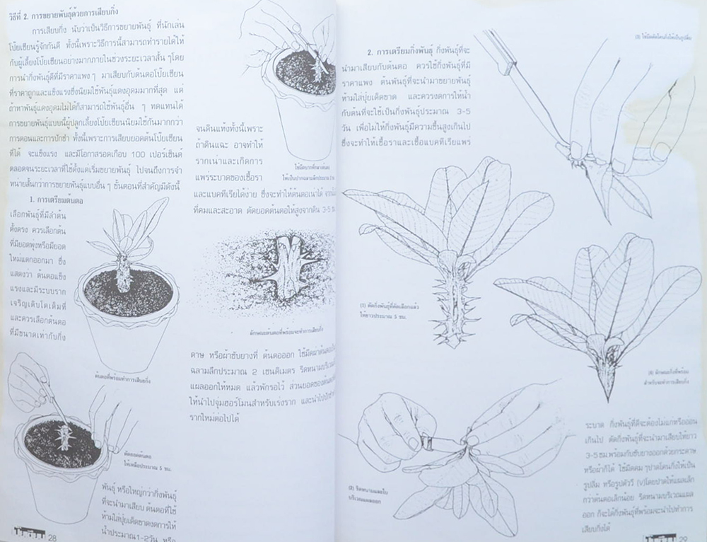 โป๊ยเซียน ไม้ประดับมหามงคล (เล่ม 1)