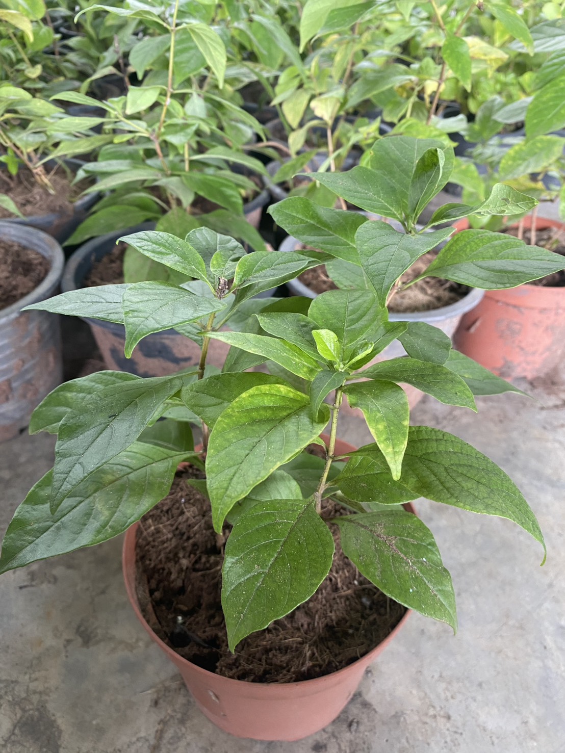 อเมริกันบิ้วตี้ American Beauty Rose