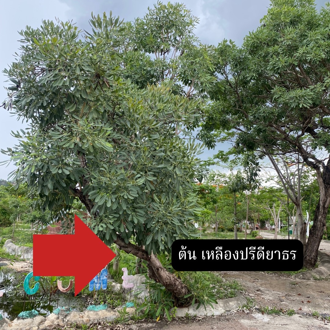 ต้นเหลืองปรีดียาธร Tabebuia argentea Britton