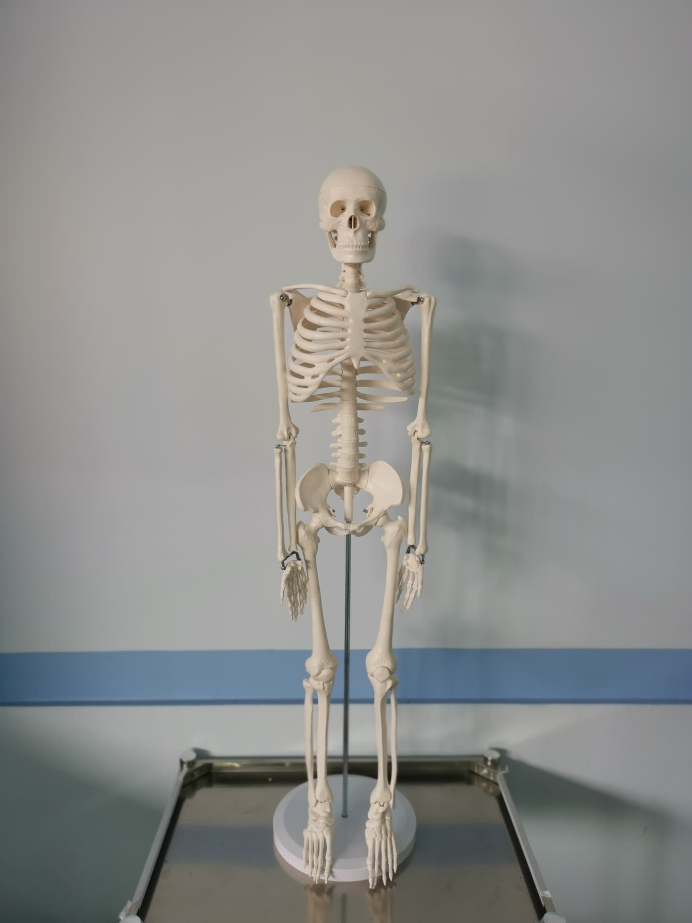 โมเดลโครงกระดูกมนุษย์ ขนาด 85 ซ.ม.