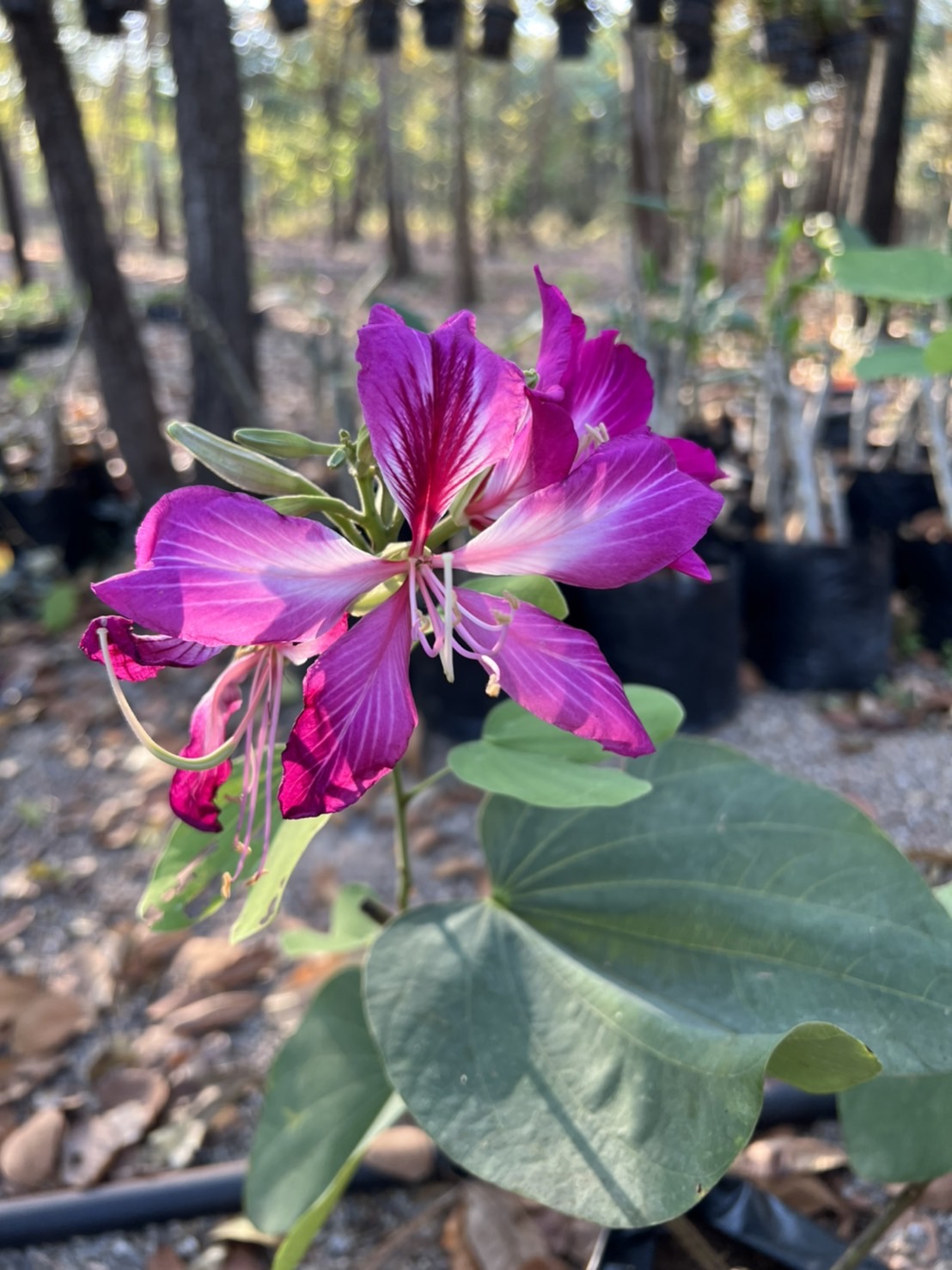 ชงโค Purple Orchid Tree