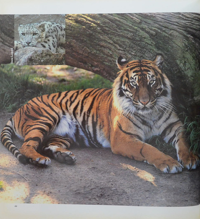 THE ROYAL MELBOURNE ZOOLOGICAL GARDENS