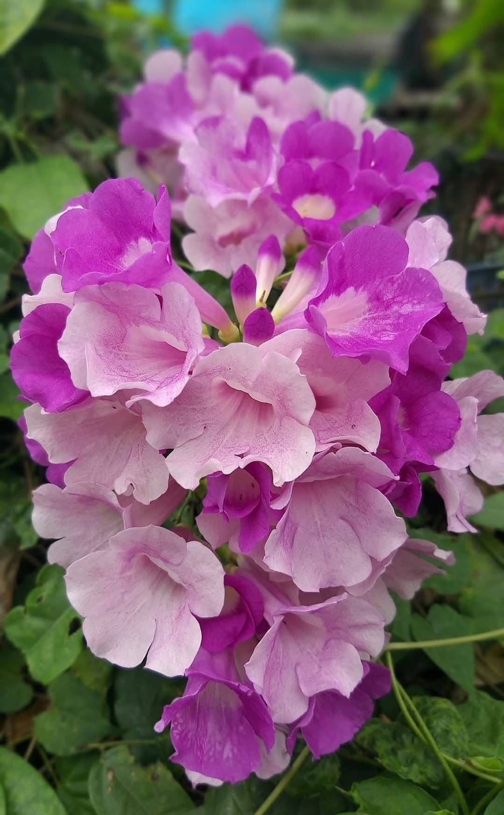 กิ่งตัดสดกระเทียมเถา Garlic Vine