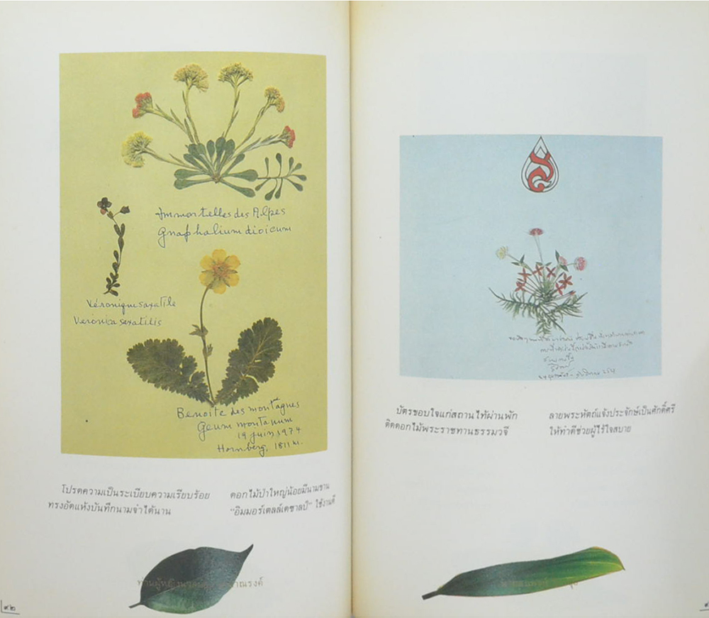 90 พรรษา แม่ฟ้าหลวง