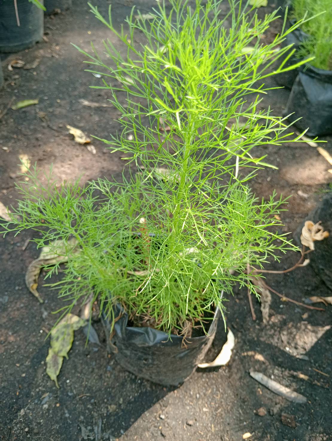 โกฐจุฬา Dog fennel ผักชีลาว