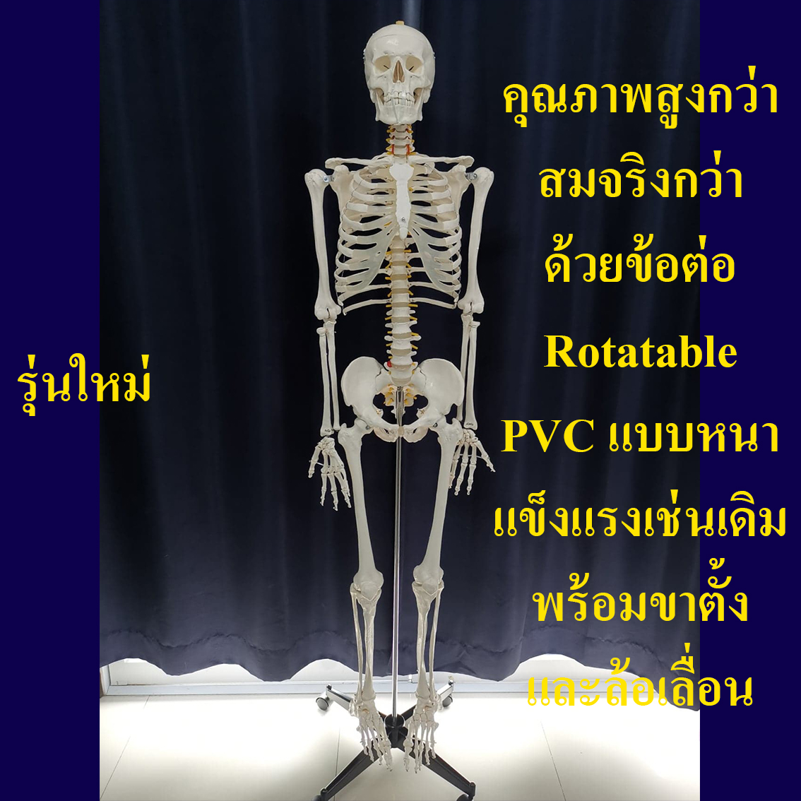 โมเดลโครงกระดูกมนุษย์ ขนาดเท่าของจริง แบบกระดูกอ่อนใส (รุ่น PVC แข็งแรงพิเศษ)