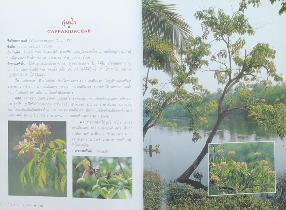 ไม้ต้นประดับ (เล่ม 1) (ขายตามสภาพ)