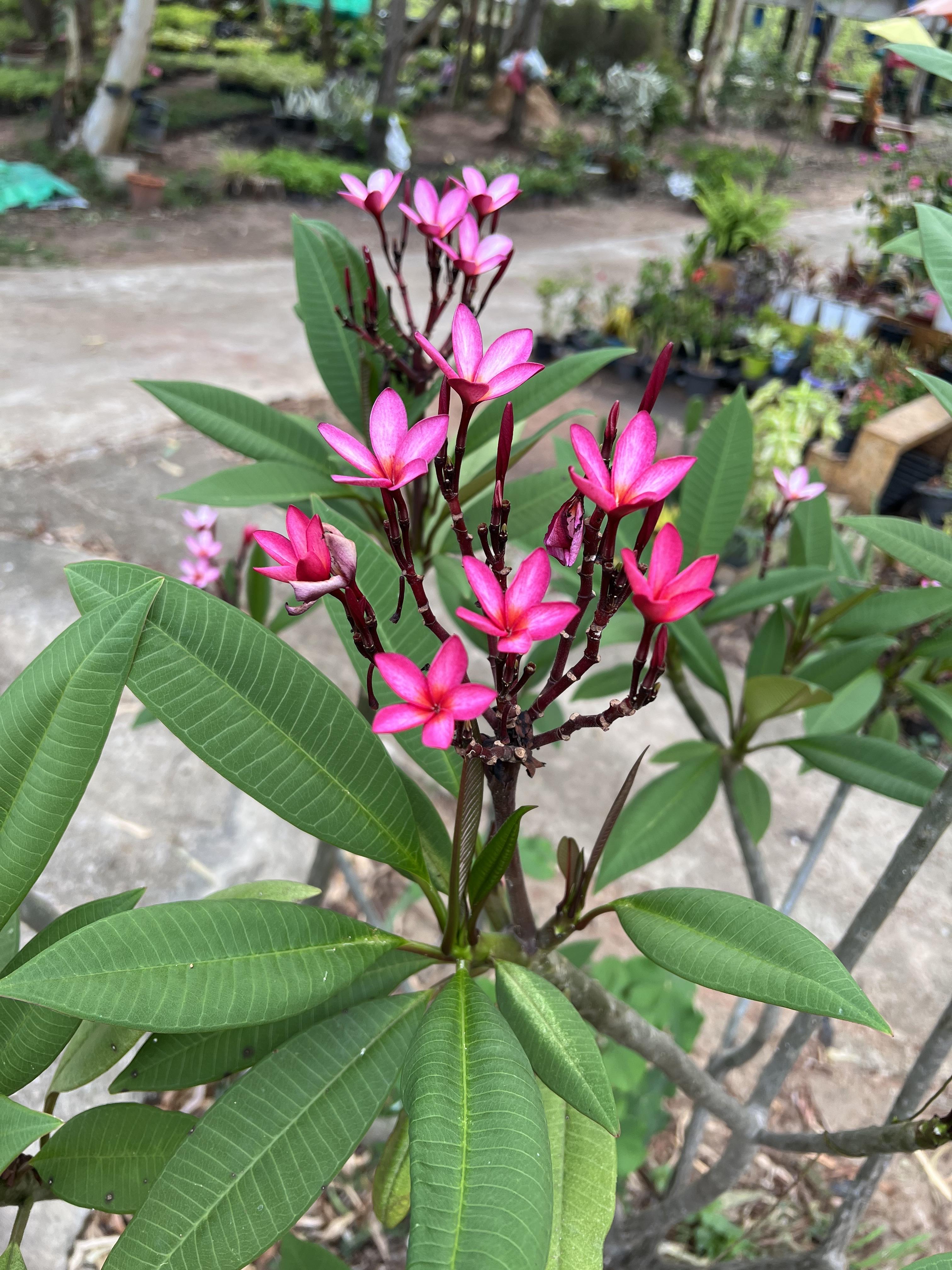 กิ่งดอกลีลาวดี หลากสี Plumeria