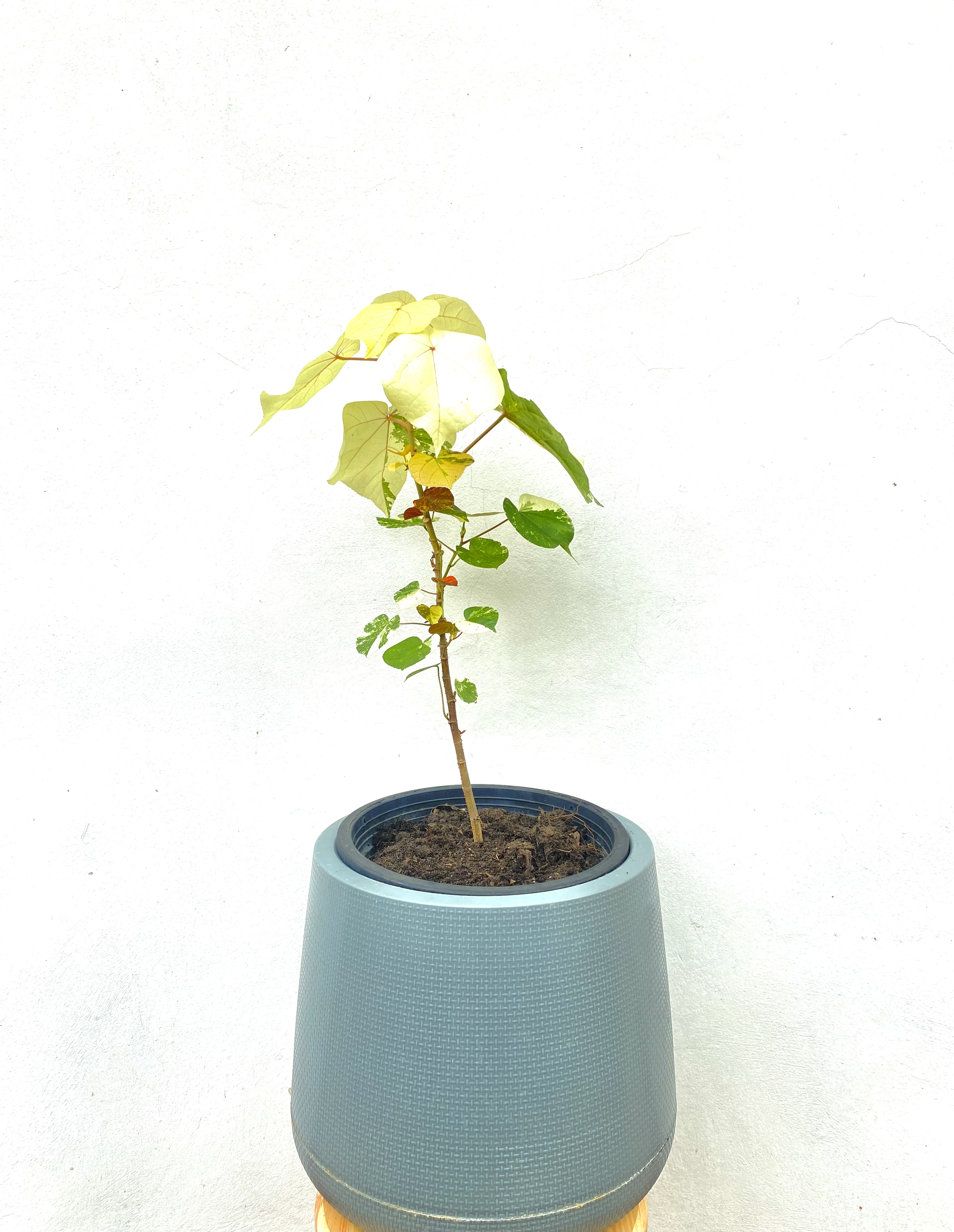ต้นโพธิ์เจ็ดสี Bodhi Tree ไม้มงคล ไม้ด่าง ไม้ประดับ