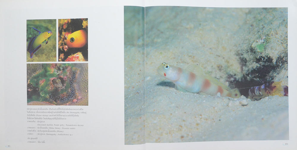 อันดามันและอ่าวไทย (ขายตามสภาพ)