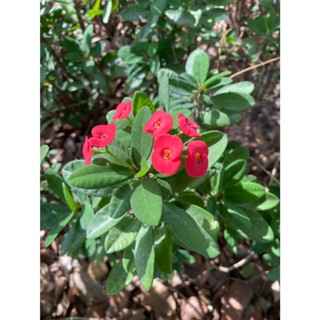 กิ่งโป๊ยเซียน Crown of Thorns