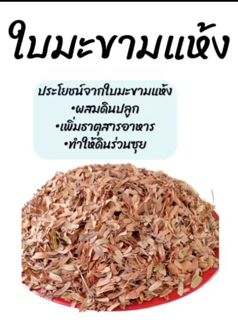 ใบมะขาม ใบมะขามแห้ง tamarind leave