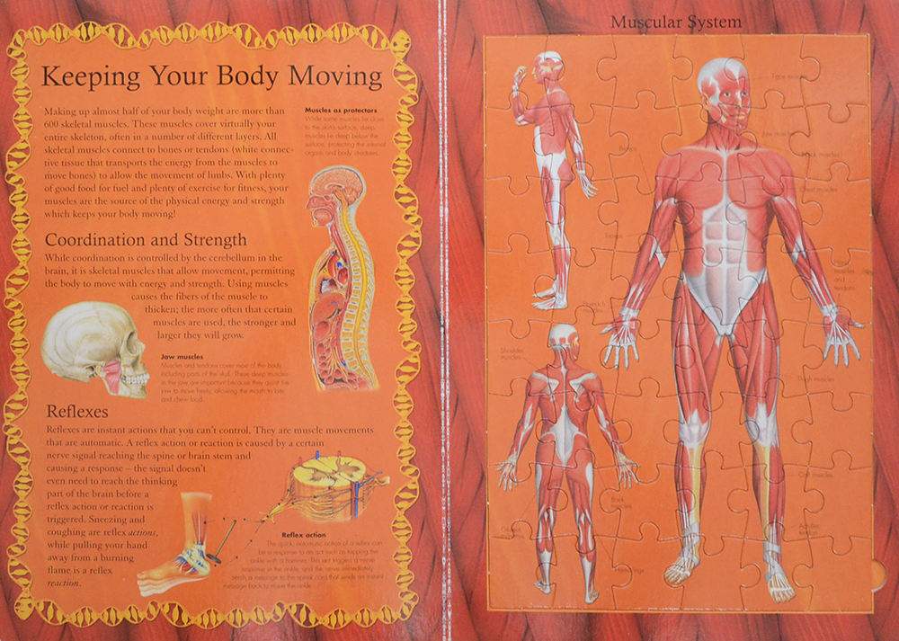 THE HUMAN BODY JIGSAW BOOK