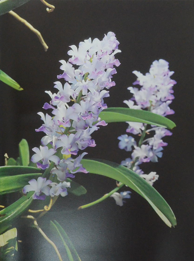 สวนพฤกษศาสตร์สมเด็จพระนางเจ้าสิริกิติ์ เล่ม 6 กล้วยไม้ไทย (ขายตามสภาพ)