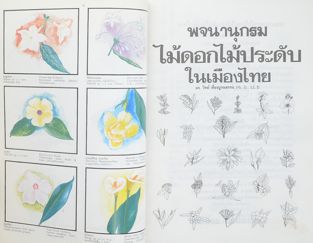 พจนานุกรมไม้ดอกไม้ประดับในเมืองไทย