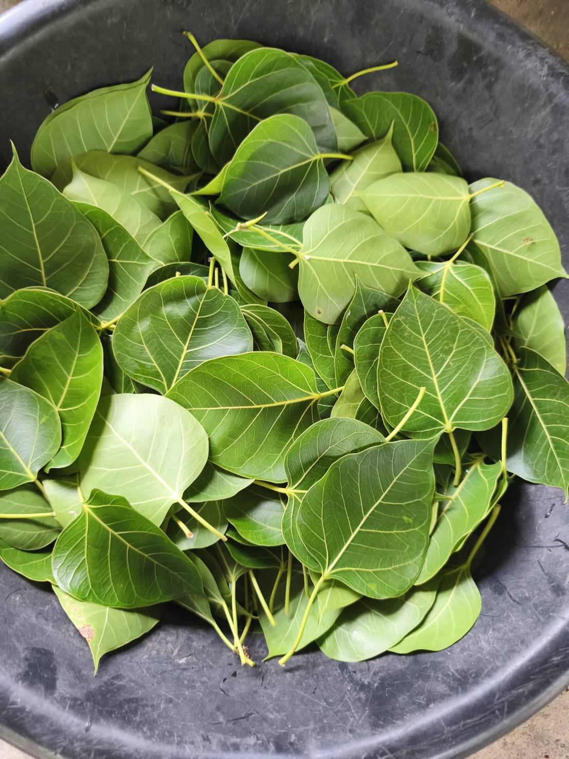 ใบโพธิ์ใบสด Ficus religiosa L.