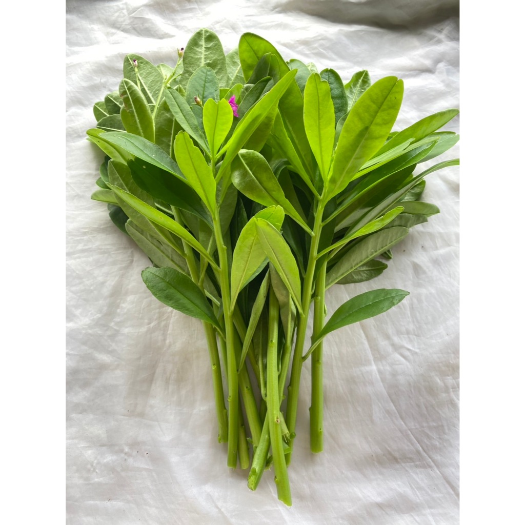 ผักโสมไทย เก็บใบสด Java ginseng