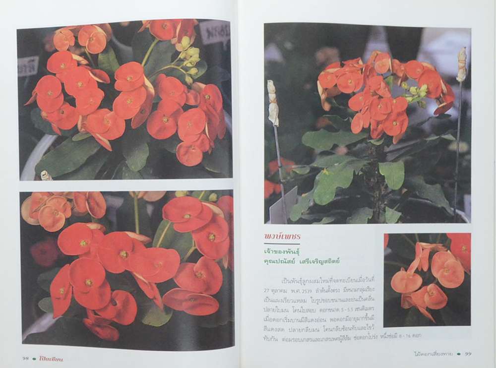 โป๊ยเซียนไม้ดอกเสี่ยงทาย (เล่ม 4/ ขายตามสภาพ)