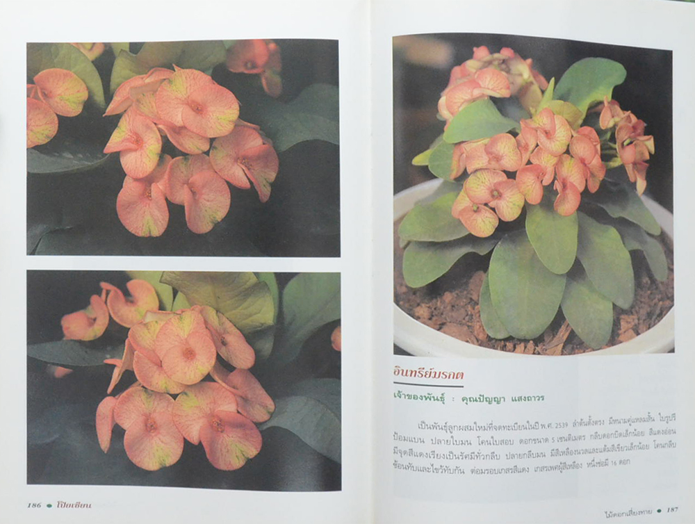 โป๊ยเซียนไม้ดอกเสี่ยงทาย (เล่ม 4/ ขายตามสภาพ)