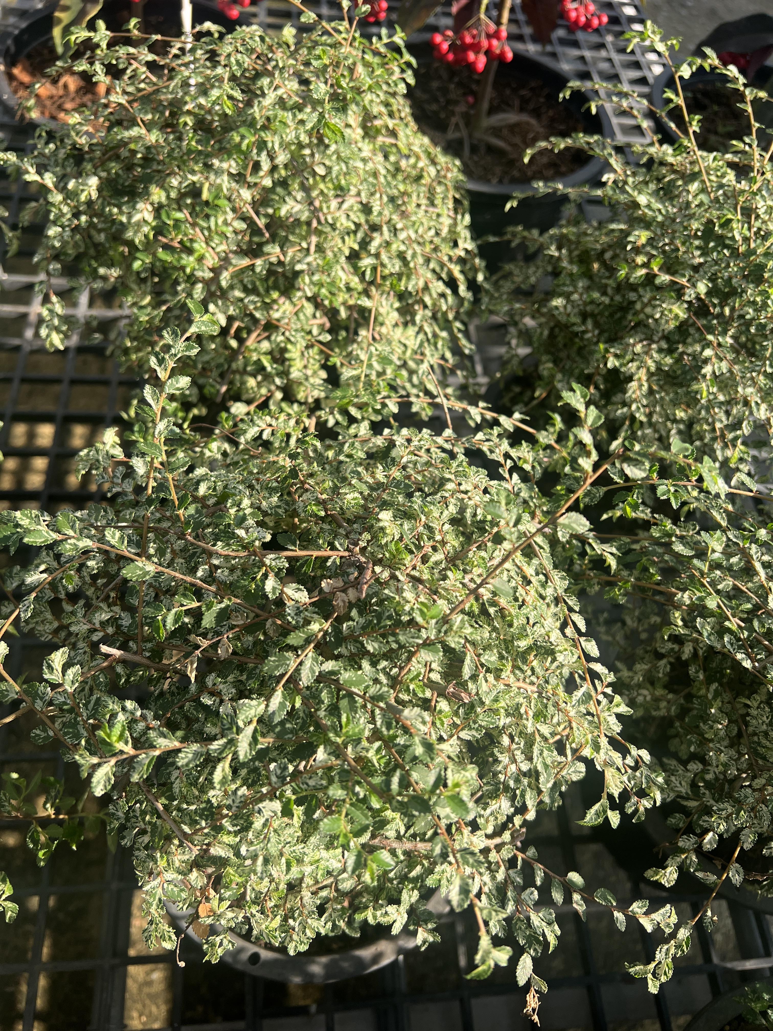 เอมญี่ปุ่นด่าง Variegated Dwarf Elm Tree