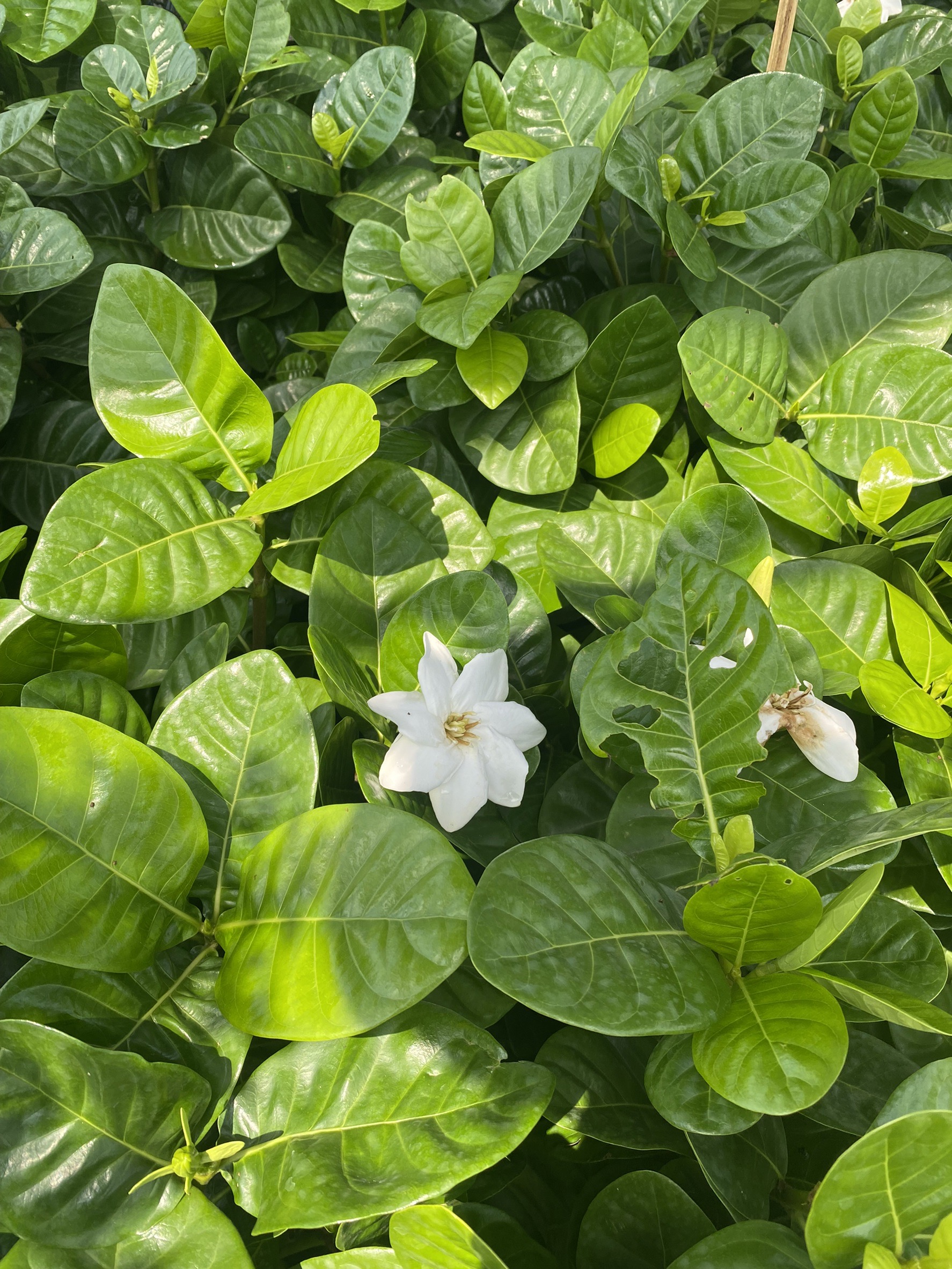 พุดแคระทูอินวัน Gardenia taitensis DC