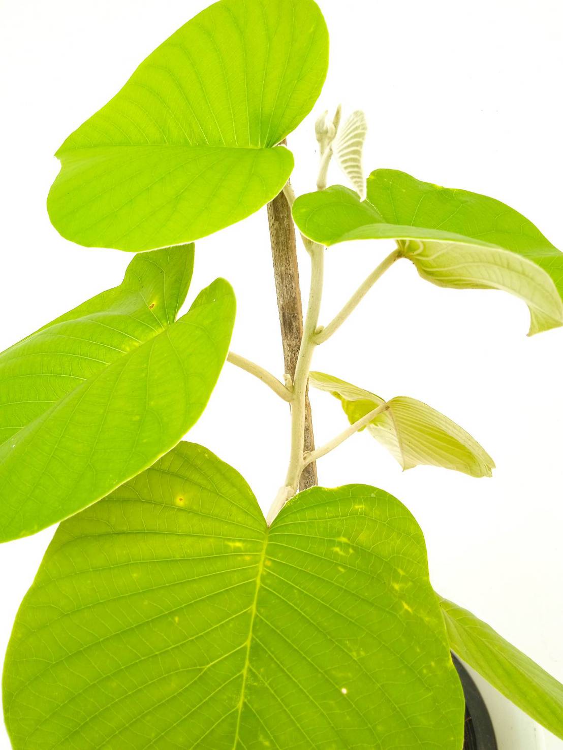 ต้นใบละบาท elephant creeper ไม้เลื้อย ไม้เถา