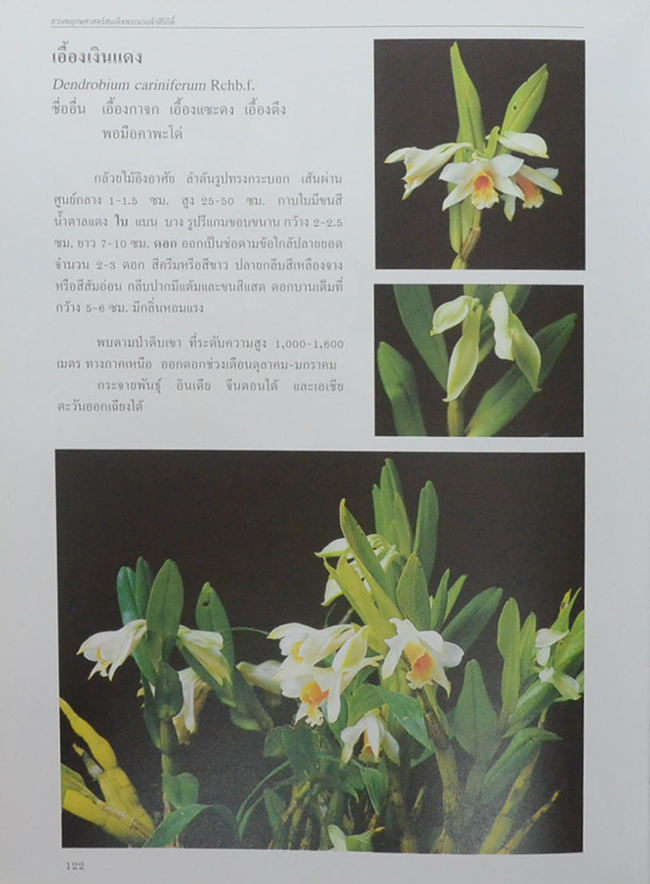 สวนพฤกษศาสตร์สมเด็จพระนางเจ้าสิริกิติ์ เล่ม 6 กล้วยไม้ไทย (ขายตามสภาพ)