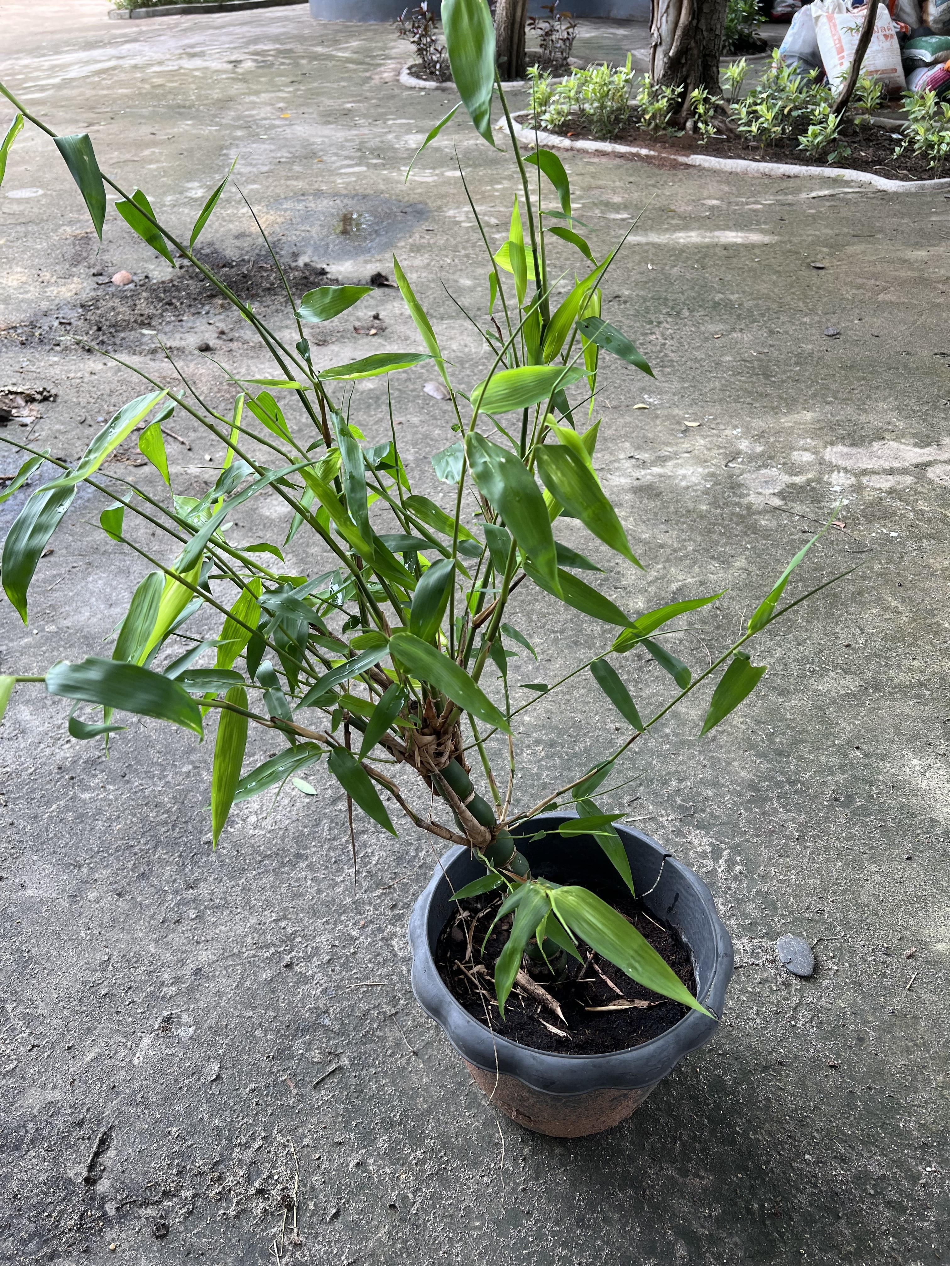 ไผ่น้ำเต้า Buddha's Belly Bamboo