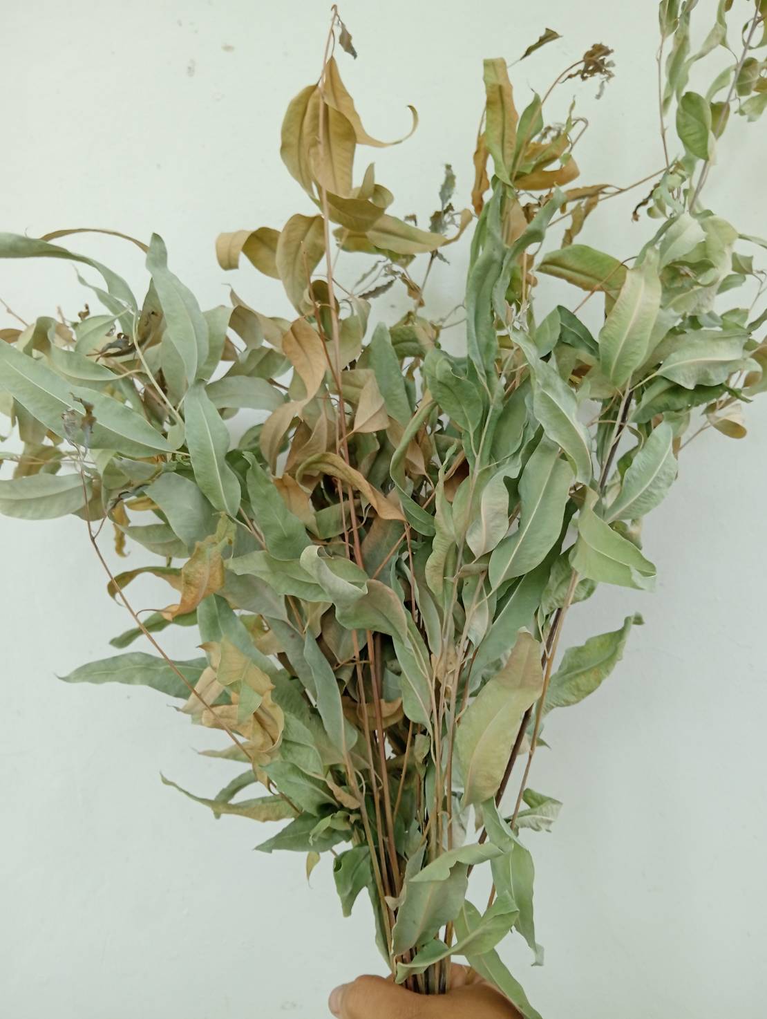 ใบยูคาลิปตัสแห้ง Eucalyptus camaldulensis Dehnh