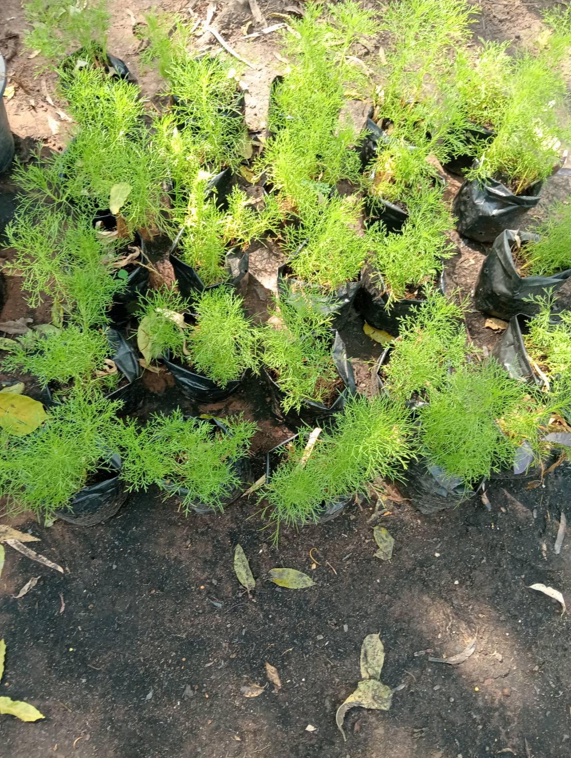 โกฐจุฬา Dog fennel ผักชีลาว