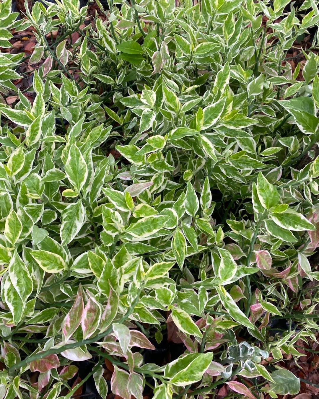 ✨ ต้นแสยกด่าง zigzag plant