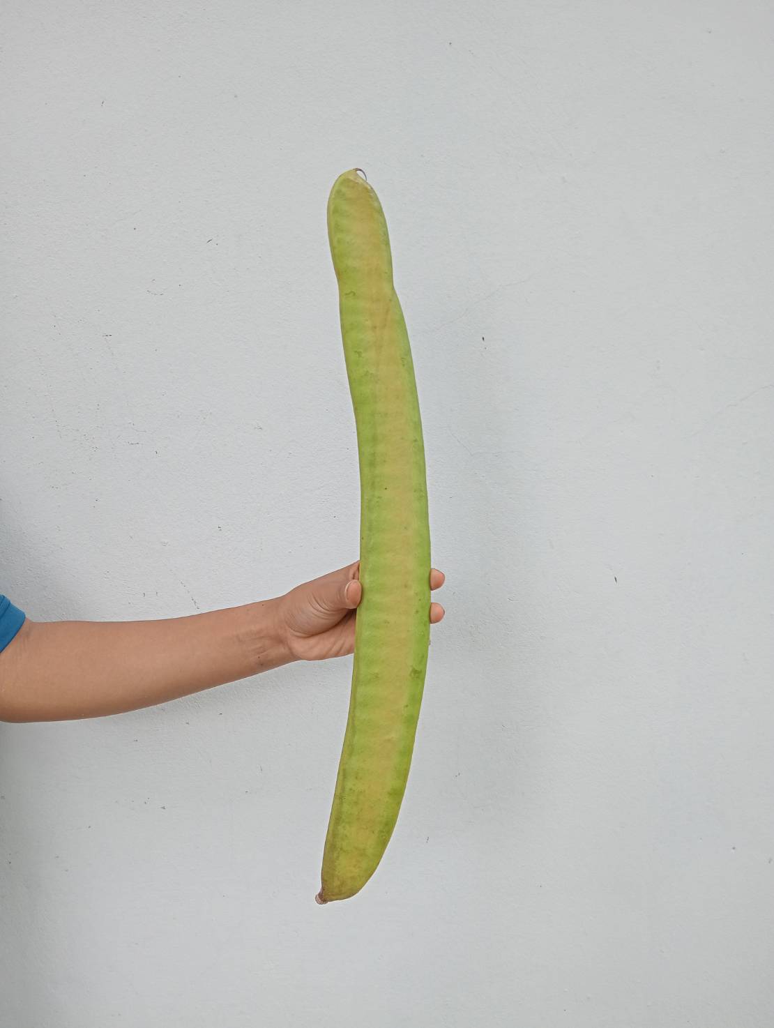 ฝักหางนกยูงฝรั่ง Delonix regia (Bojer Ex Hook.) Rafin.