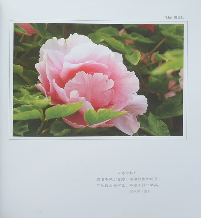 Guose tianxiang caozhoumudan (พร้อมกล่อง)