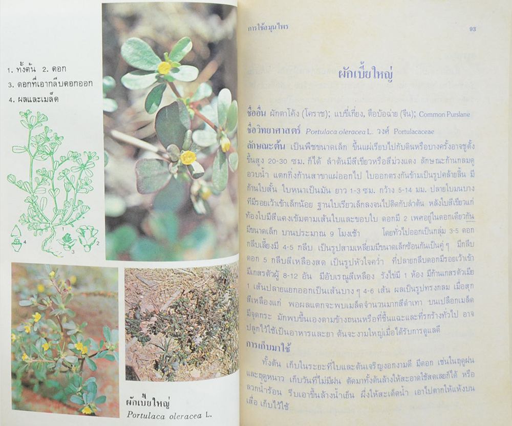 การใช้สมุนไพร (เล่ม 1)