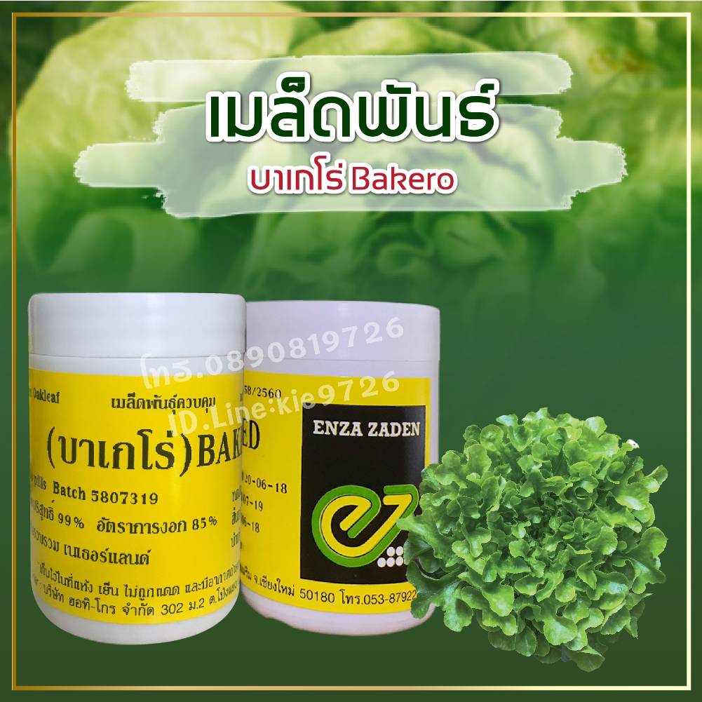 กรีนโอ๊ค บาเกโร่ แบบเคลือบ 1000 เมล็ด (ENZA)