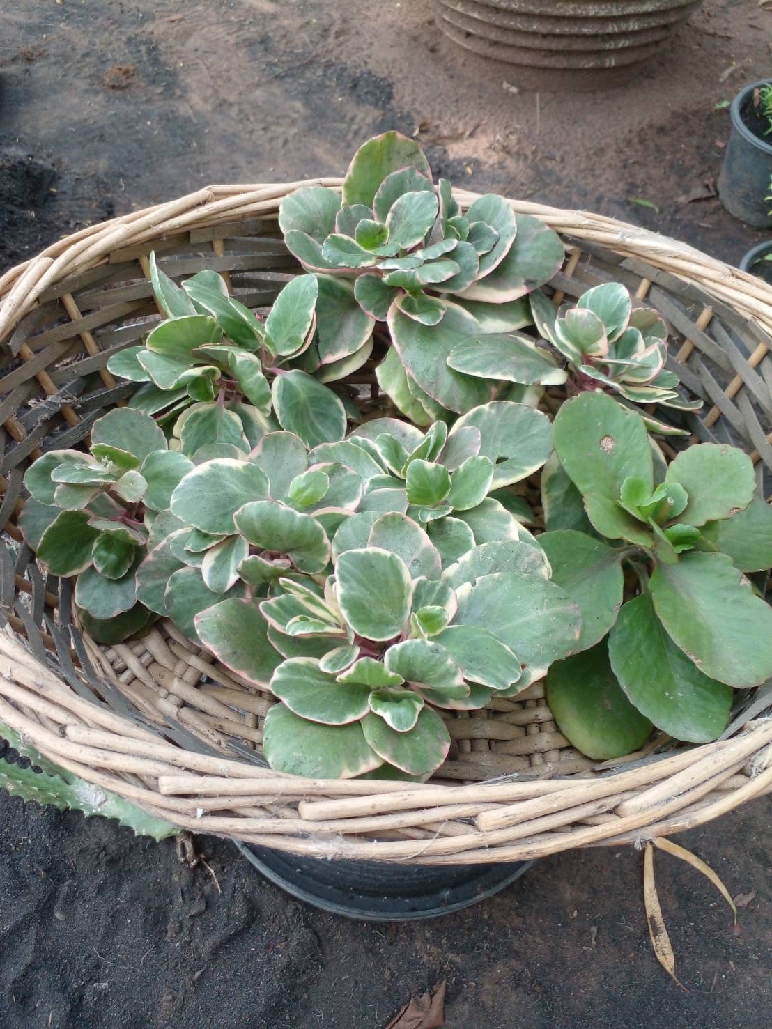 กุหลาบหิน Kalanchoe ไม้อวบน้ำ