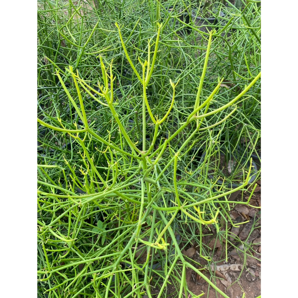 กิ่งพญาไร้ใบ Milk bush