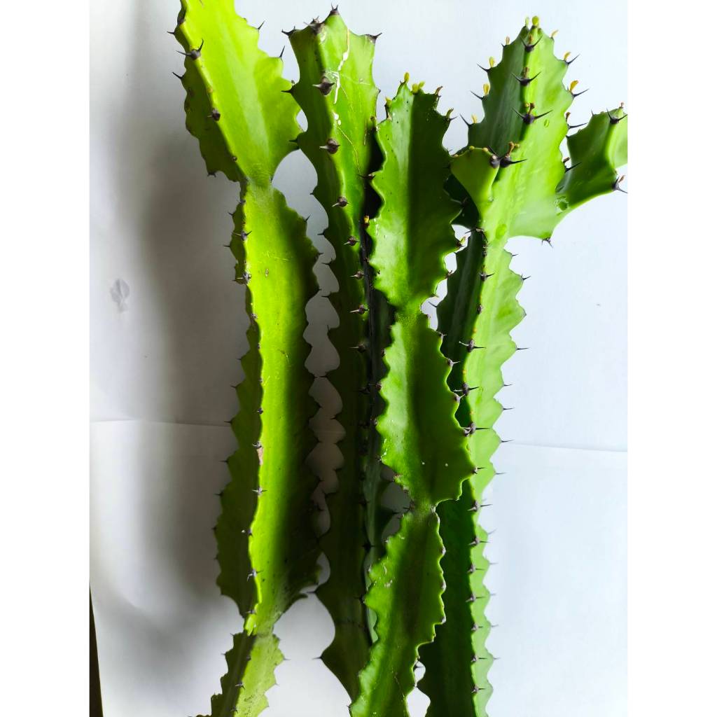 กิ่งกระบองเพชรตอสามเหลี่ยม ตอแคคตัส Cactus ไม้อวบน้ำ