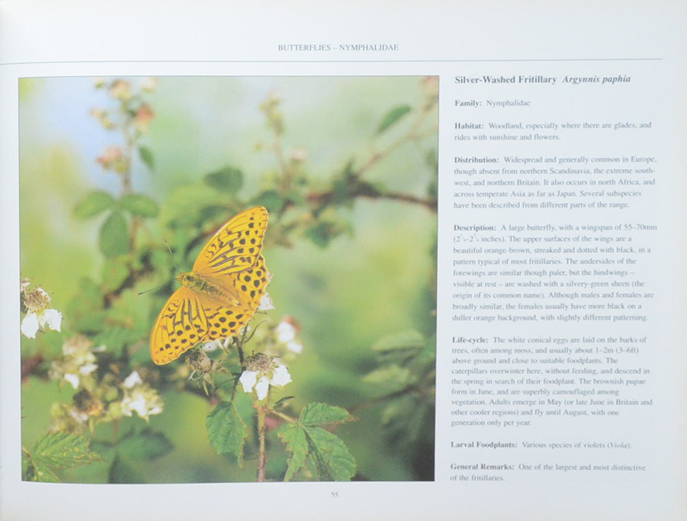 The Fascinating World of Butterflies & Moths