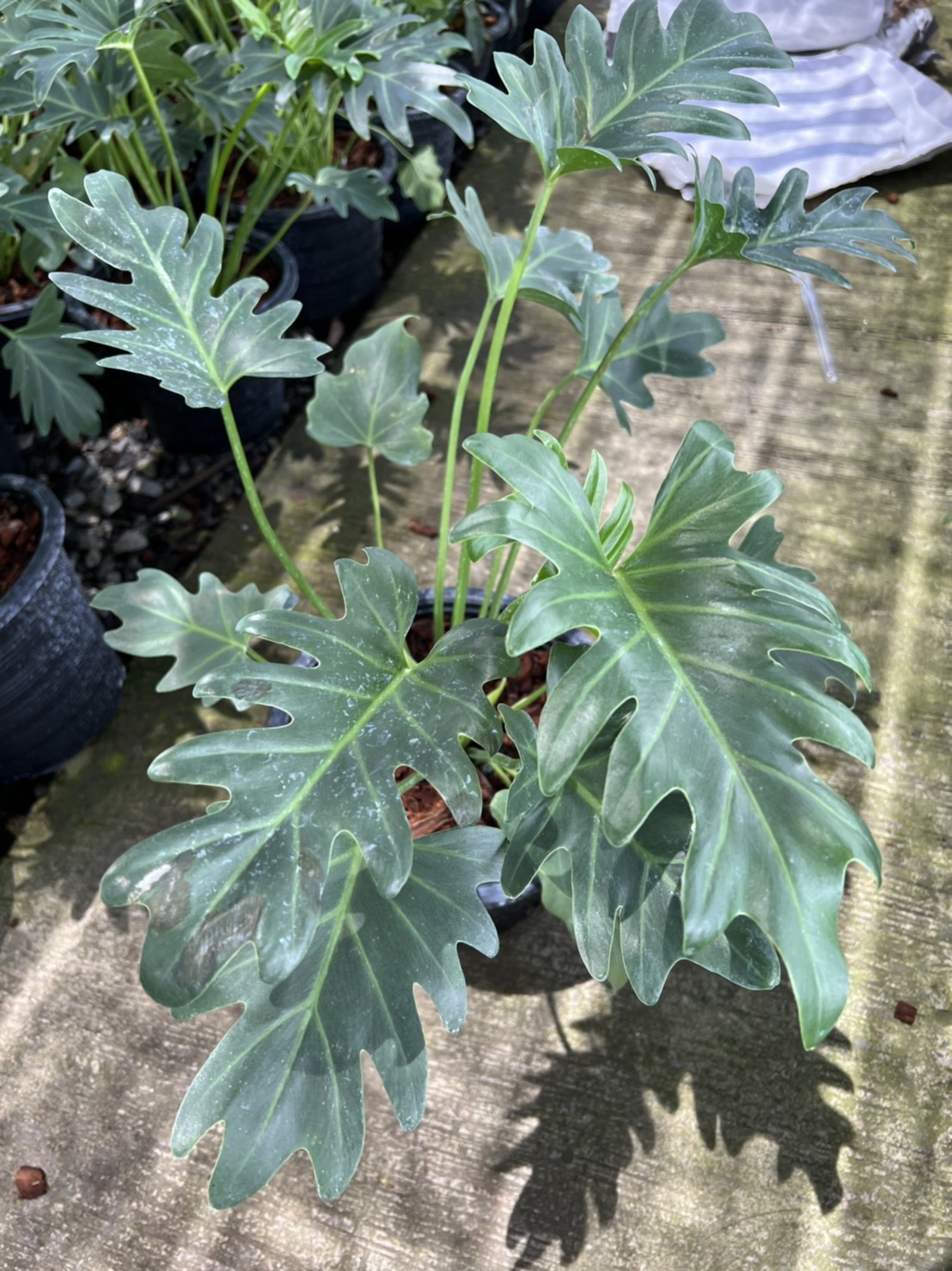 ฟิโลเดนดรอน ซานาดูแคระ Philodendron Xanadu