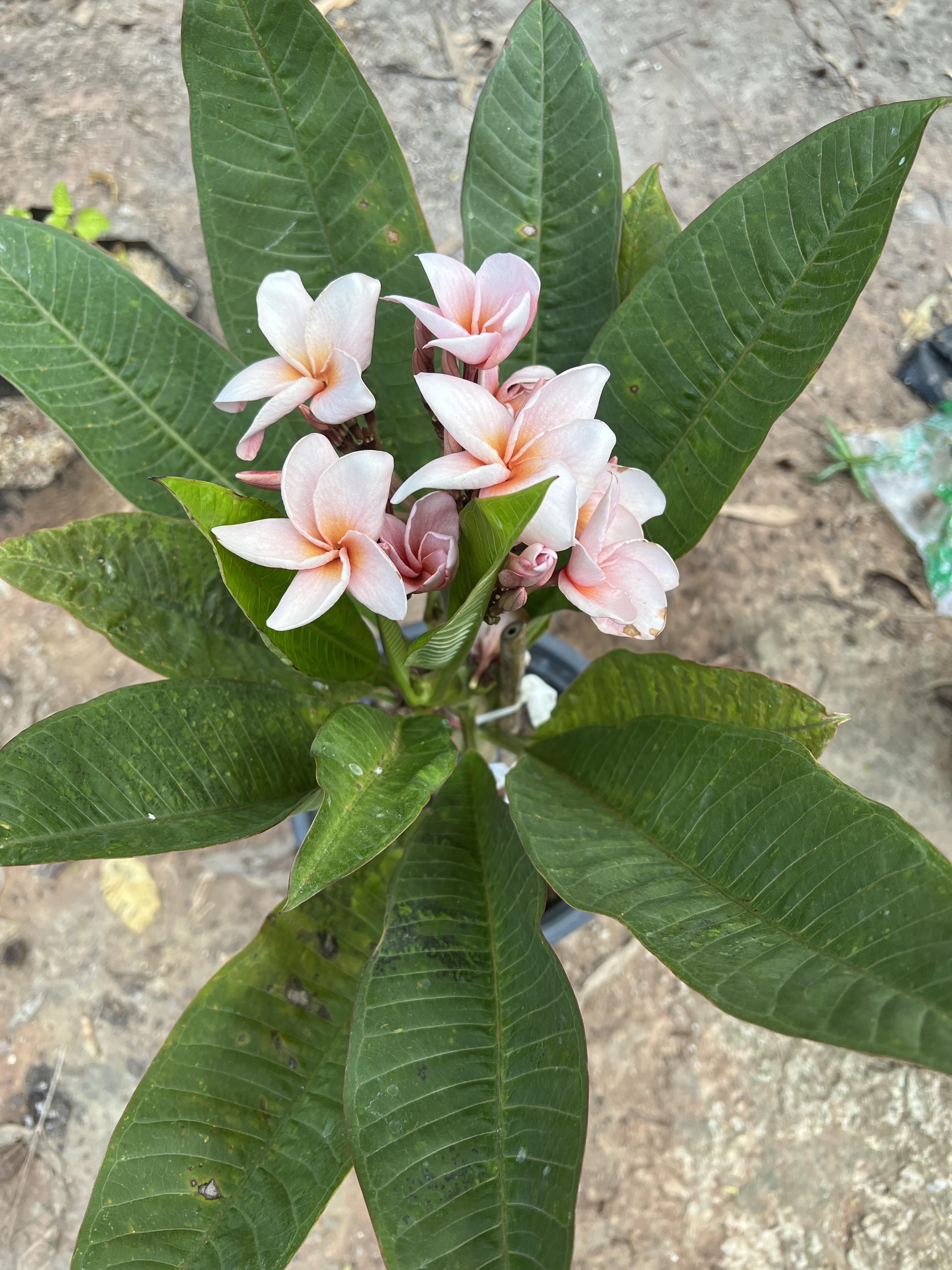 ลีลาวดี สีโอรส รุ่งศิริโชค Plumeria