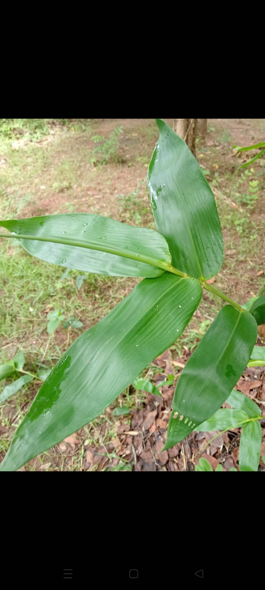 ใบไผ่ห่อซูชิ Bambusoideae ใบสด ใช้สําหรับห่อขนม