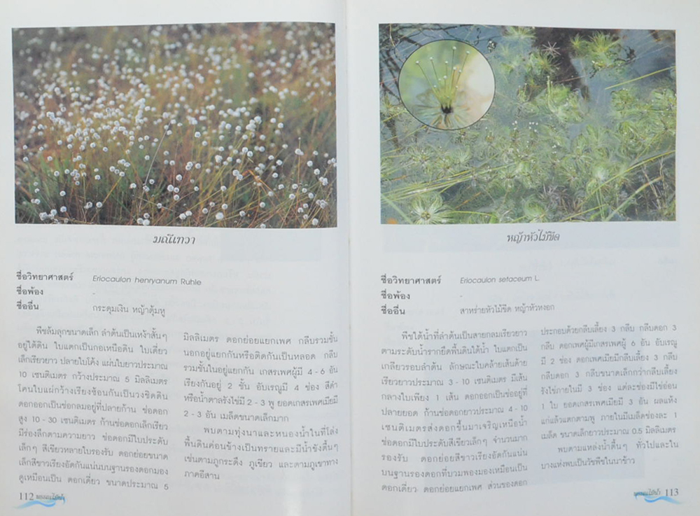 พรรณไม้น้ำในประเทศไทย (ขายตามสภาพ)